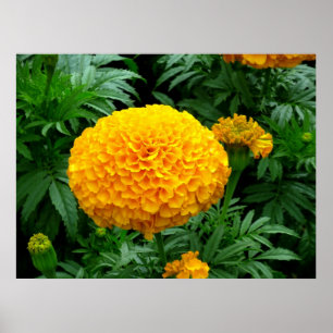 Orange Chrysanthemum Poster