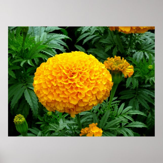 Orange Chrysanthemum Poster (Front)