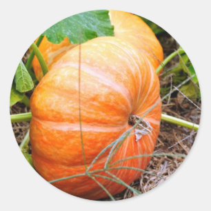 Orange Cinderella Pumpkin Classic Round Sticker