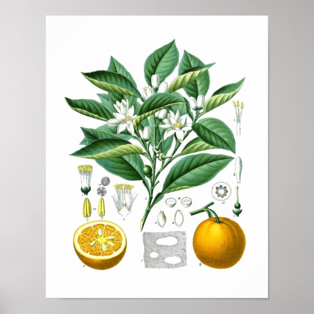 Orange Citrus Fruit Botanical Print no.1 Wall Art. (Front)
