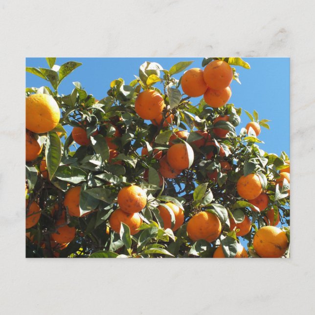 orange, citrus, fruit, fresh, slice, food, ripe, postcard (Front)