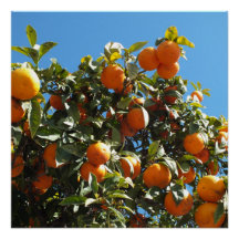 orange, citrus, fruit, fresh, slice, food, ripe,
