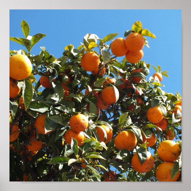 orange, citrus, fruit, fresh, slice, food, ripe, poster (Front)