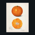 Orange (Citrus Sinensis) Fruit Watercolor Painting Postcard<br><div class="desc">Orange (Citrus Sinensis) (1916) by Amanda Almira Newton.</div>