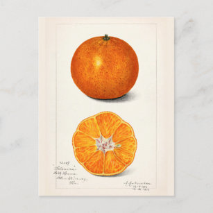 Orange (Citrus Sinensis) Fruit Watercolor Painting Postcard