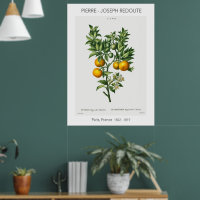 Orange Citrus Vintage Botanical Illustration