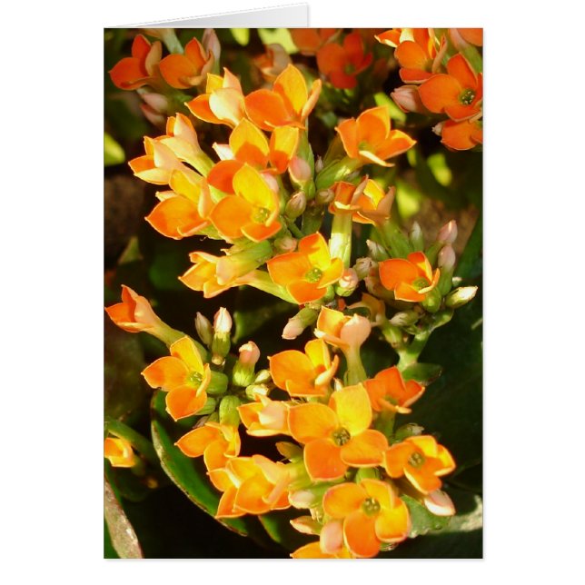 Orange clusters (Front)