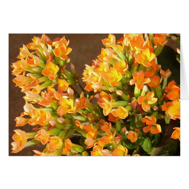 Orange clusters 2 (Front Horizontal)
