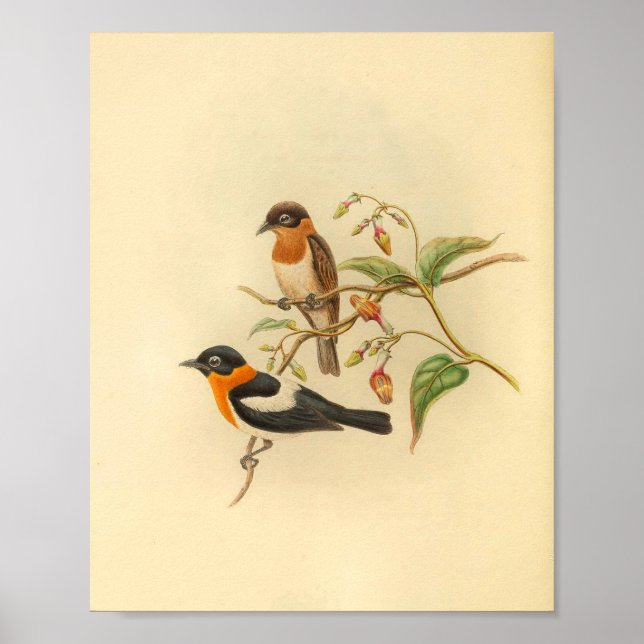 Orange Collared Flycatcher Bird Vintage Print (Front)