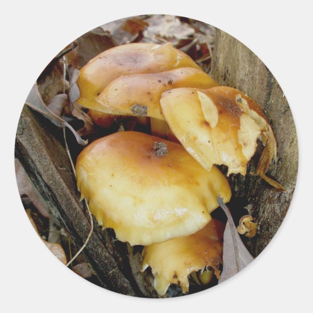 Orange Colony Mushrooms Stickers (Front)