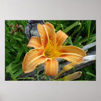 Orange colour daylily -tiger lily- flower. poster