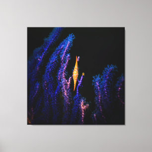 Orange colour Spindle cowrie and purple gorgonians Canvas Print