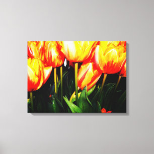 orange colour tulip flowers canvas print