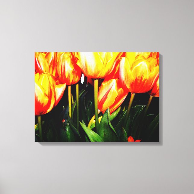 orange colour tulip flowers canvas print (Front)