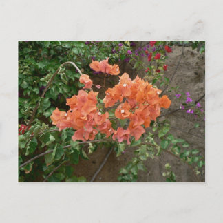 Orange Coloured Flowers Postcard