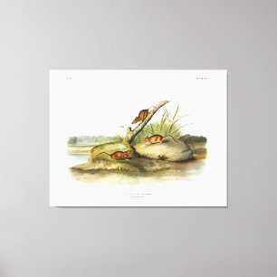 Orange Coloured Mouse (Golden Mouse) by Audubon Canvas Print