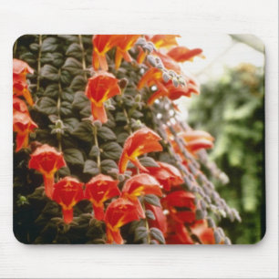 Orange Columnea Gloriosa Goldfish Plant flowers Mouse Mat