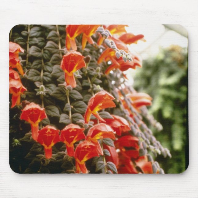 Orange Columnea Gloriosa Goldfish Plant flowers Mouse Mat (Front)