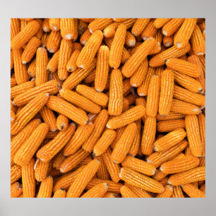 Orange Corn Cob: Harvest Agriculture Background Poster