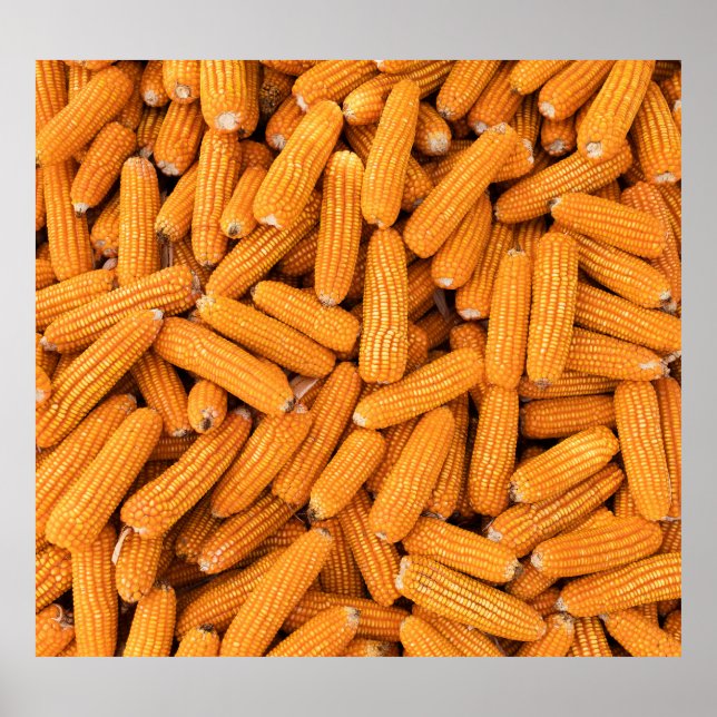 Orange Corn Cob: Harvest Agriculture Background Poster (Front)