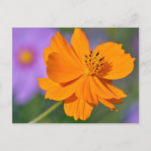 Orange cosmos flower postcard
