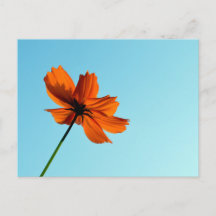 Orange Cosmos Flower