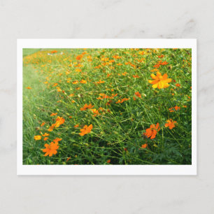 Orange Cosmos Flowers: Japan Postcard