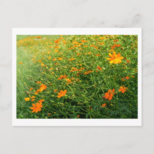 Orange Cosmos Flowers: Japan Postcard (Front)