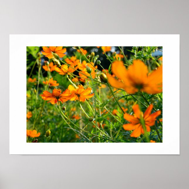 Orange Cosmos Flowers: Japan Poster (Front)