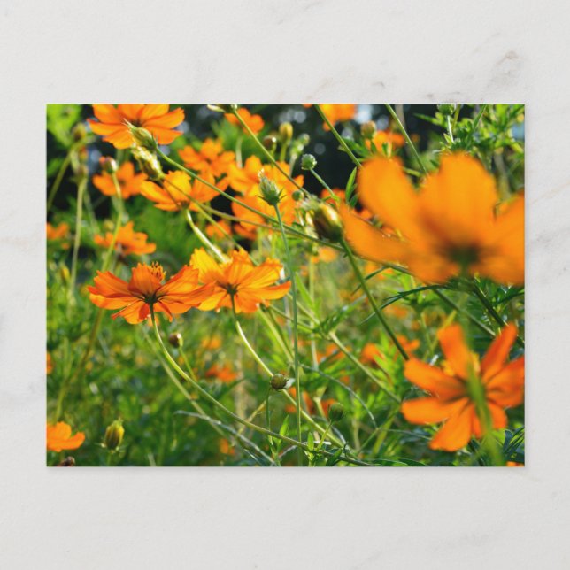 Orange Cosmos Flowers Postcard (Front)