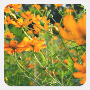 Orange Cosmos Flowers  Square Sticker