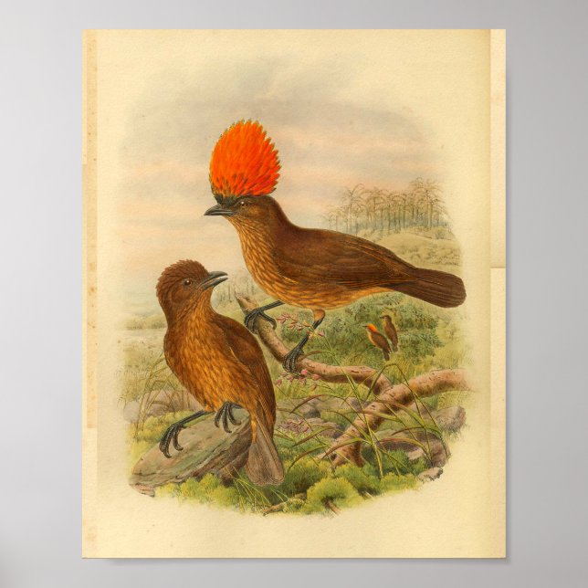 Orange Crested Bower Bird Brown Vintage Print (Front)