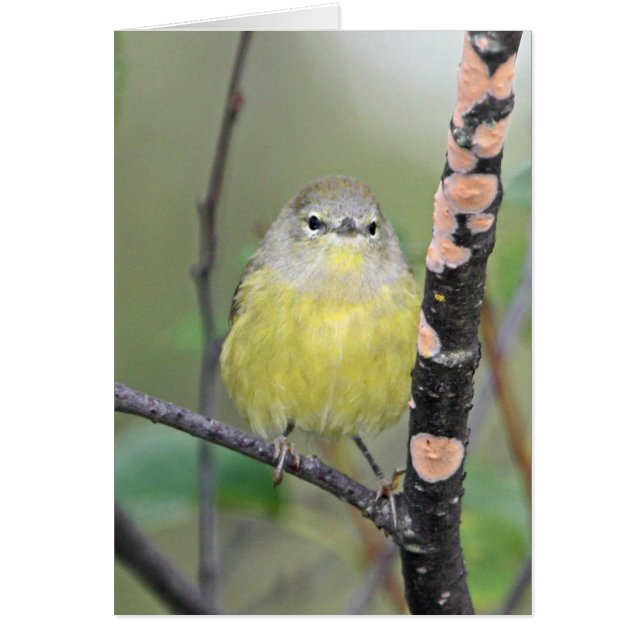 Orange-crowned Warbler (Front)