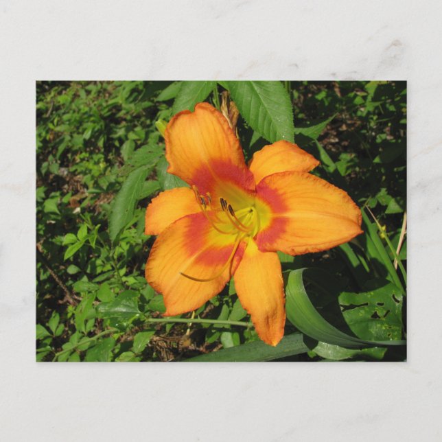 Orange Crush Daylily Postcard (Front)