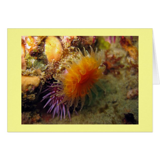 Orange Cup Coral (Front Horizontal)