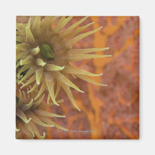 Orange cup coral magnet