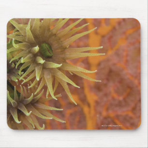 Orange cup coral mouse mat