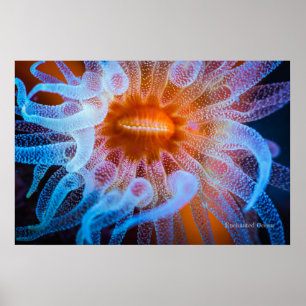 Orange cup coral poster