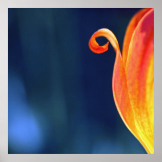 Orange Curly Tulip Petal Curl Macro Abstract Poster