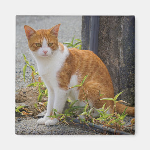 Orange Cute Kitty Cat Magnet