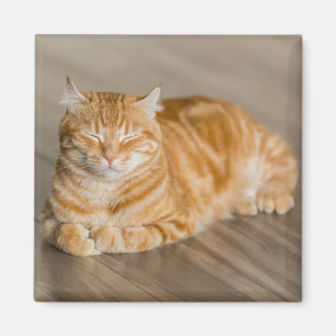 Orange Cute Kitty Cat Magnet