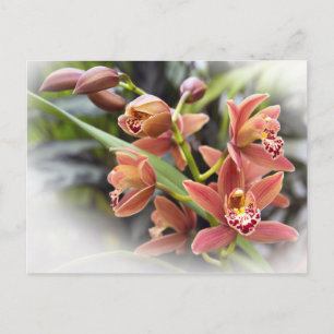 Orange Cymbidium Orchid Flowers Postcard