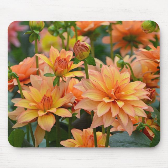 Orange dahlia flower garden mouse mat (Front)