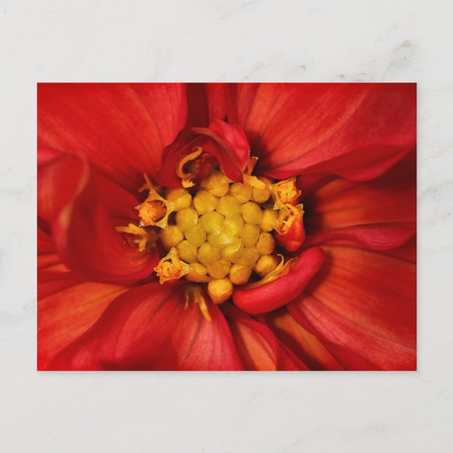 Orange Dahlia Flower Postcard (Front)