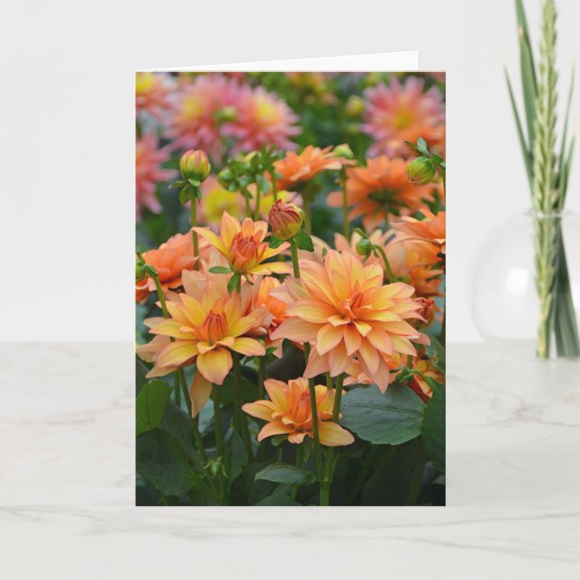 Orange dahlia flowers greeting card (Front)
