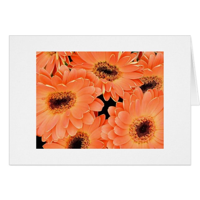 Orange Dahlias (Front Horizontal)