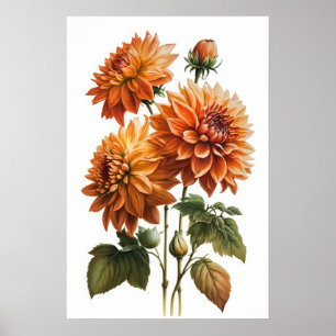 Orange Dahlias Flower Art Print Poster