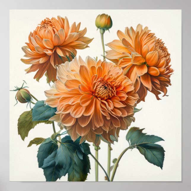 Orange Dahlias Flower Art Print Poster (Front)
