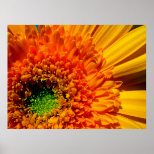 Orange Daisy Canvas Print