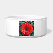 Orange Daisy Floral Bright Modern Flower